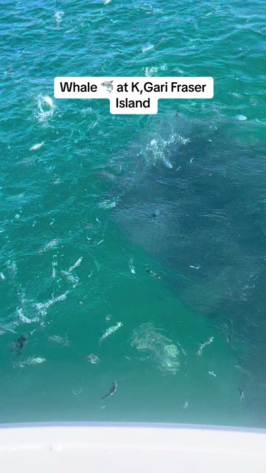 TikTok video thumbnail by tomdemilio