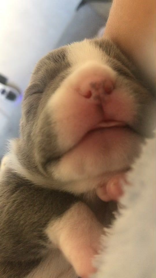 TikTok video thumbnail by ash_the_pup_