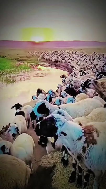 TikTok video thumbnail by aboshref572