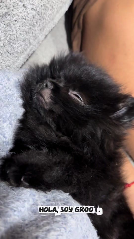 TikTok video thumbnail by lula.cucci