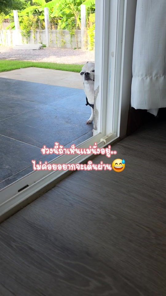 TikTok video thumbnail by mimi_naughty_four_legs
