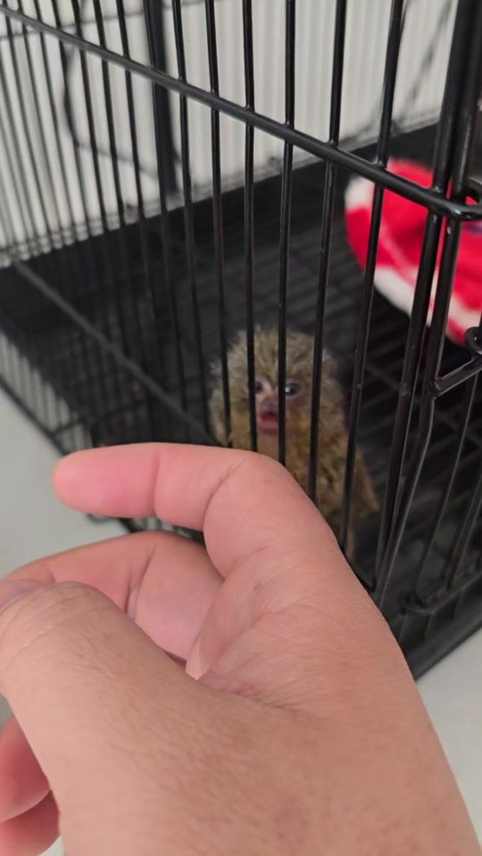 TikTok video thumbnail by at_monkeyhouse1919