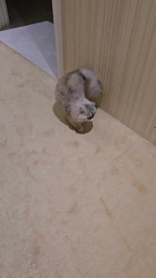 TikTok video thumbnail by luska_moroco