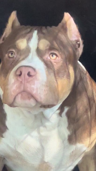 TikTok video thumbnail by lineelitekennel