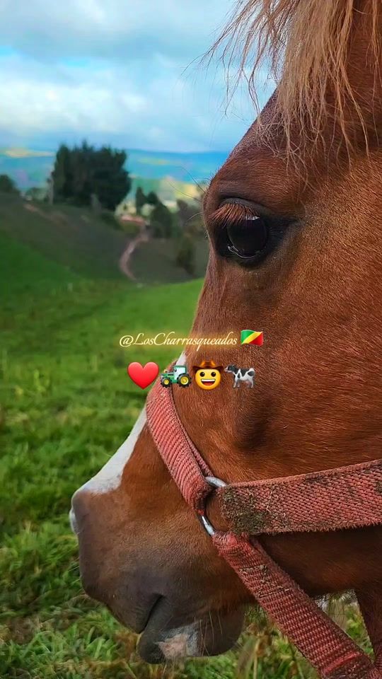 TikTok video thumbnail by loscharrasqueados