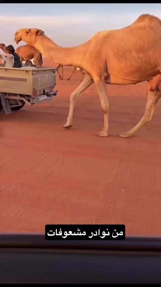 TikTok video thumbnail by vvb1300