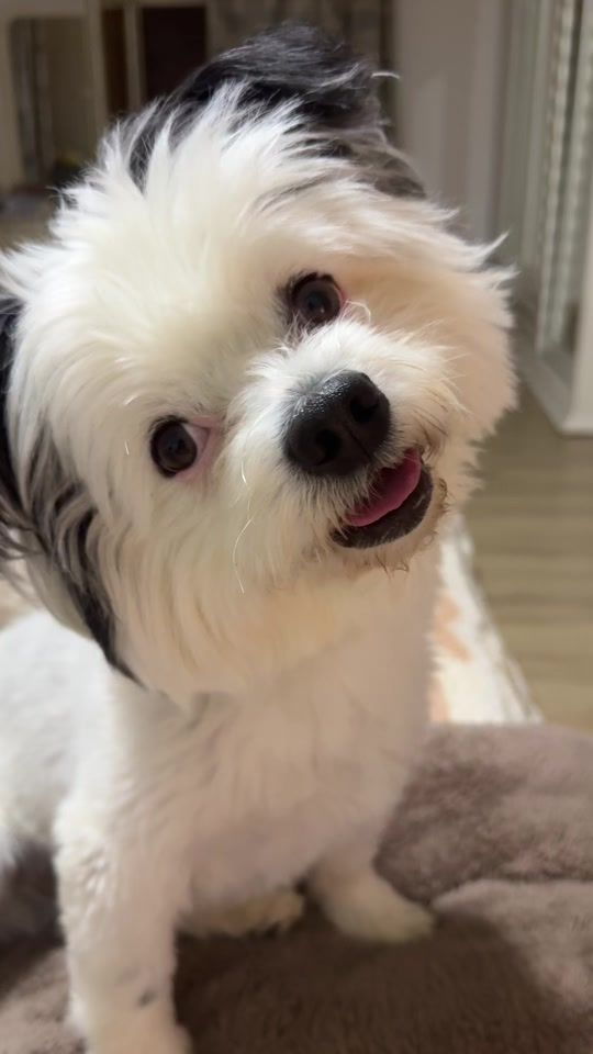 TikTok video thumbnail by dhamdanofficial