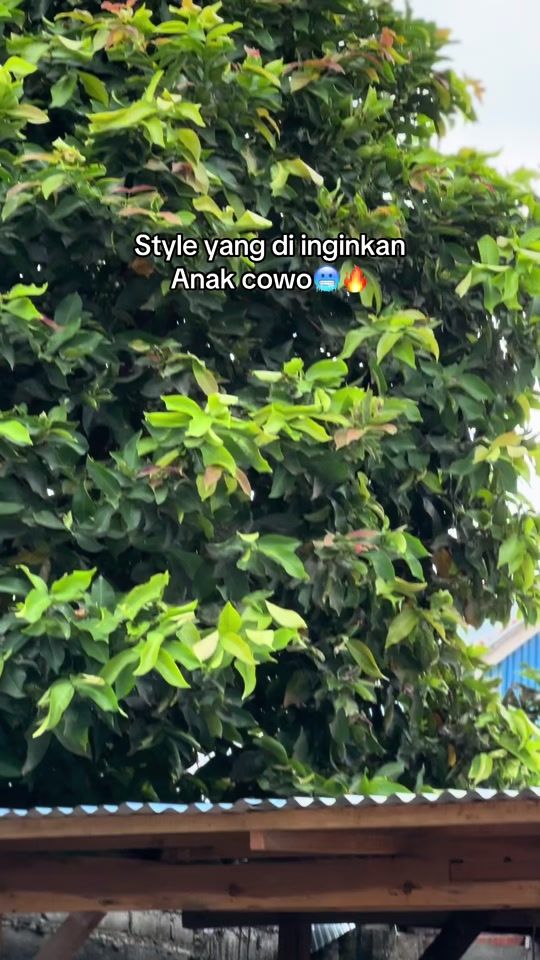 TikTok video thumbnail by felixlewiss