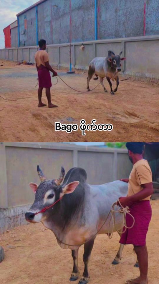 TikTok video thumbnail by svsuriya6