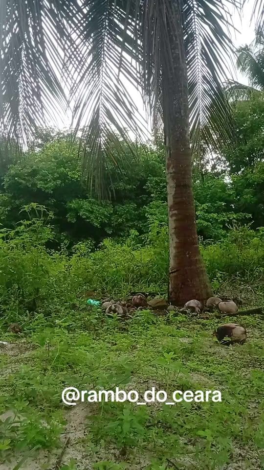 TikTok video thumbnail by rambo_do_ceara