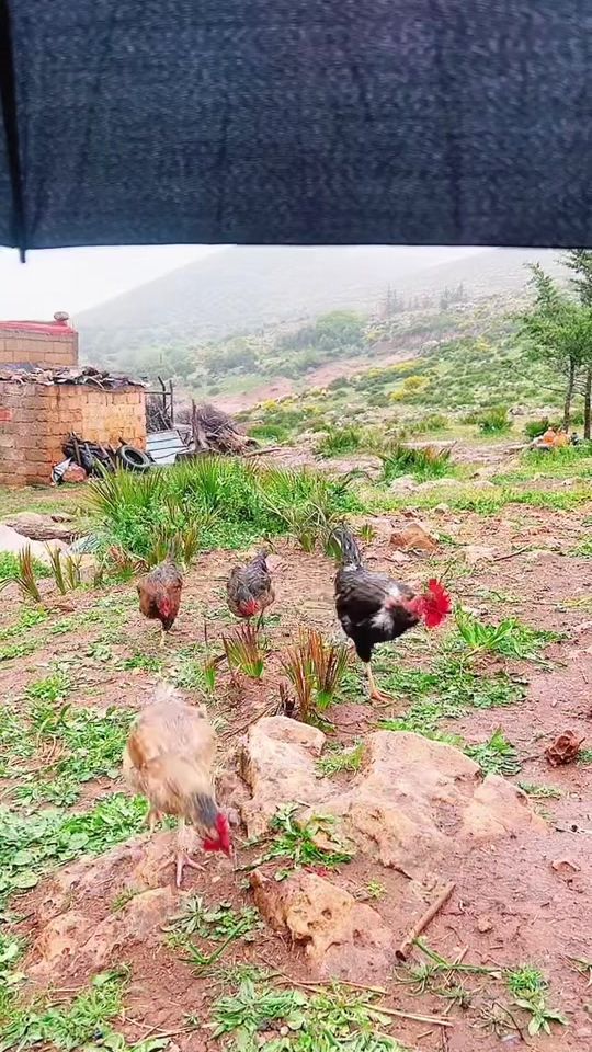 TikTok video thumbnail by haaydi2