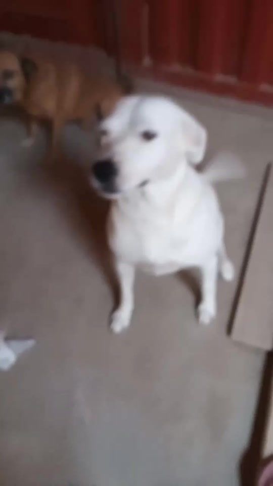 TikTok video thumbnail by rex.y.sus.amigos1