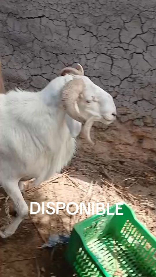 TikTok video thumbnail by mailaikai5