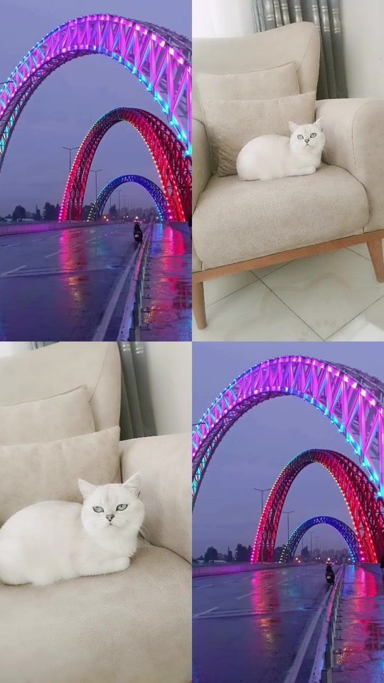 TikTok video thumbnail by user48163843672518