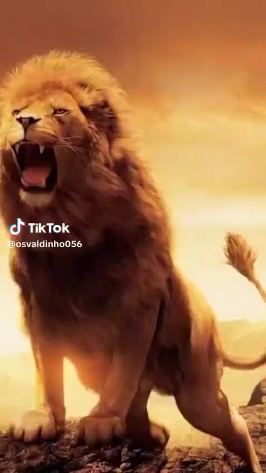 TikTok video thumbnail by qzdfyhs