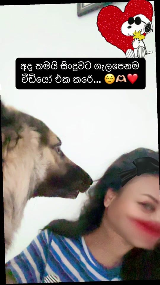 TikTok video thumbnail by shadow_gsd_pup