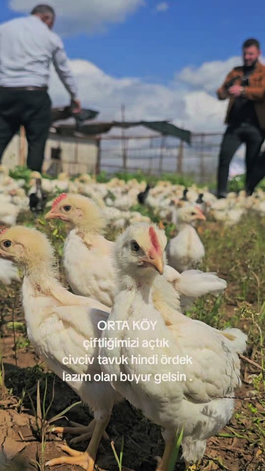 TikTok video thumbnail by mina_petshop73
