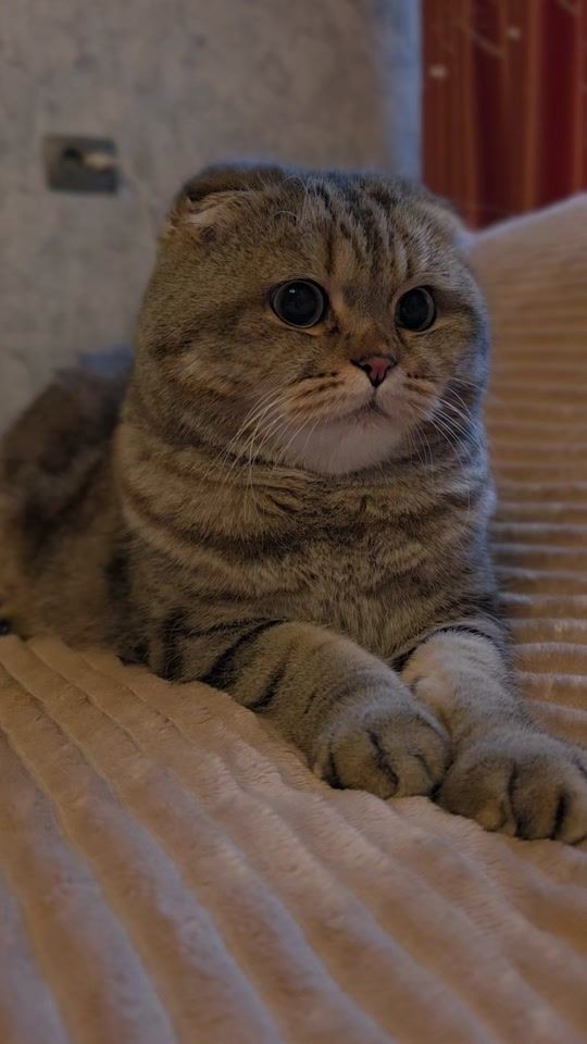 TikTok video thumbnail by platon_scottishcat