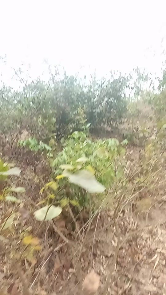TikTok video thumbnail by subuj536