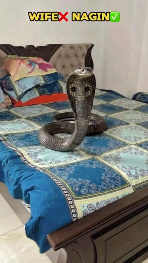 TikTok video thumbnail by miraz_afridi32