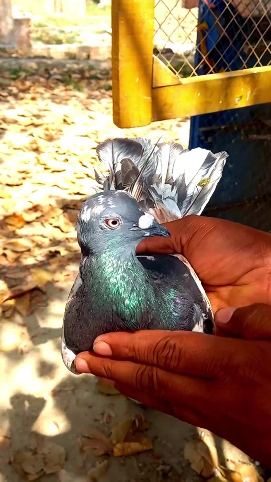 TikTok video thumbnail by lkbpigeons