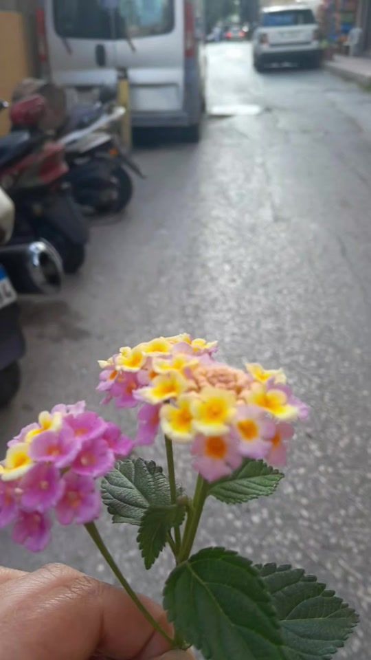TikTok video thumbnail by lava.mahamd