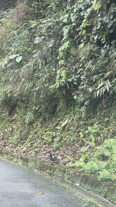 TikTok video thumbnail by hemlaldarjee