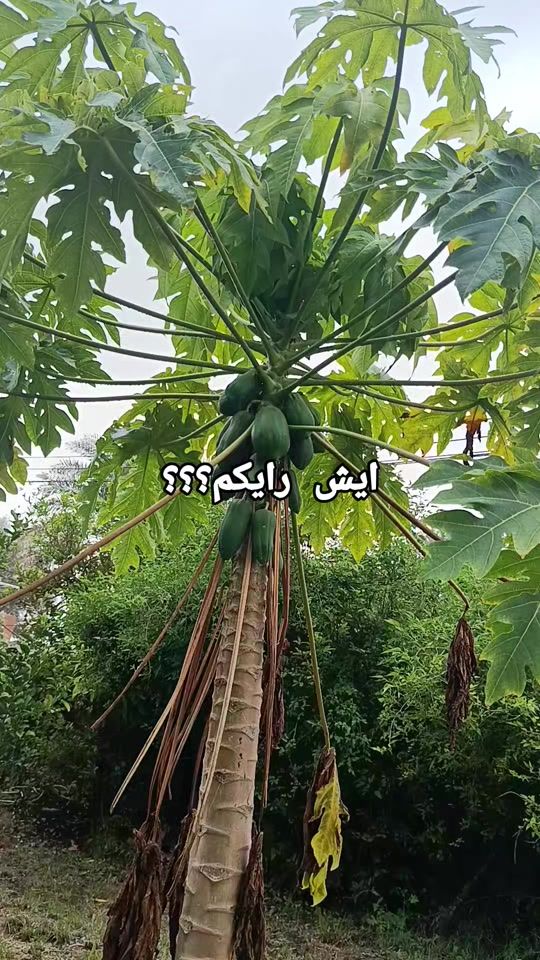 TikTok video thumbnail by faha1234567892