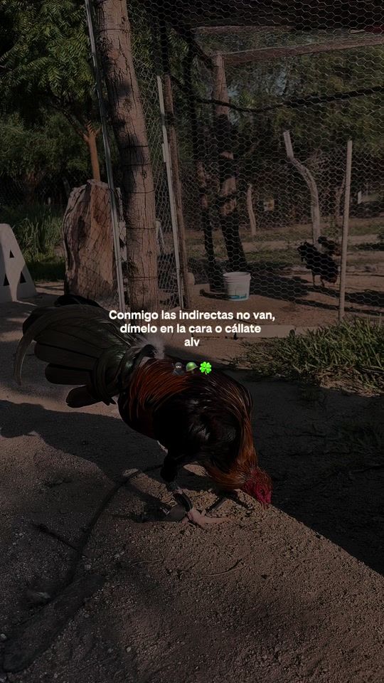 TikTok video thumbnail by granja_zacatal_rs1