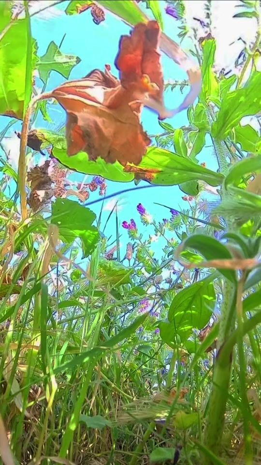 TikTok video thumbnail by almina.lb