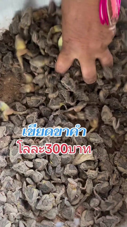 TikTok video thumbnail by ubon.5
