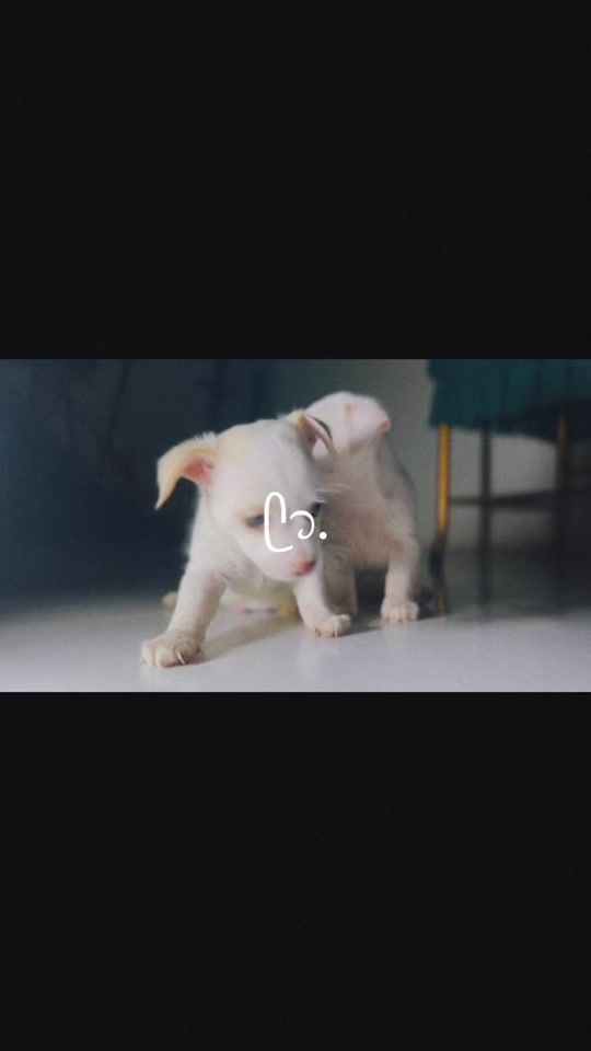 TikTok video thumbnail by dimeloele