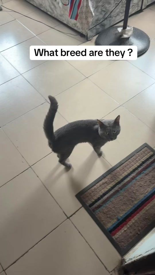 TikTok video thumbnail by dognaire