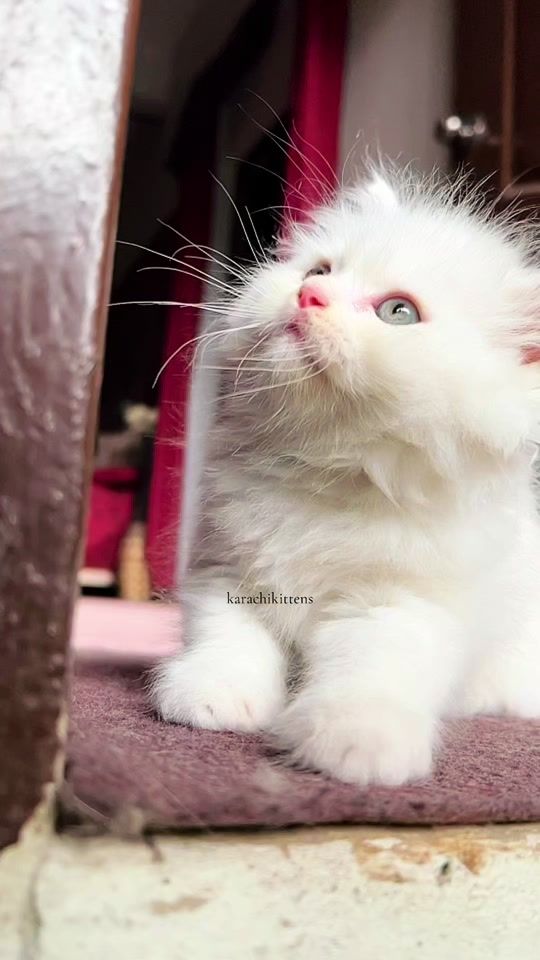 TikTok video thumbnail by karachikittens