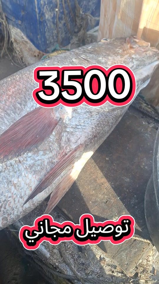 TikTok video thumbnail by sidi.07.poisson