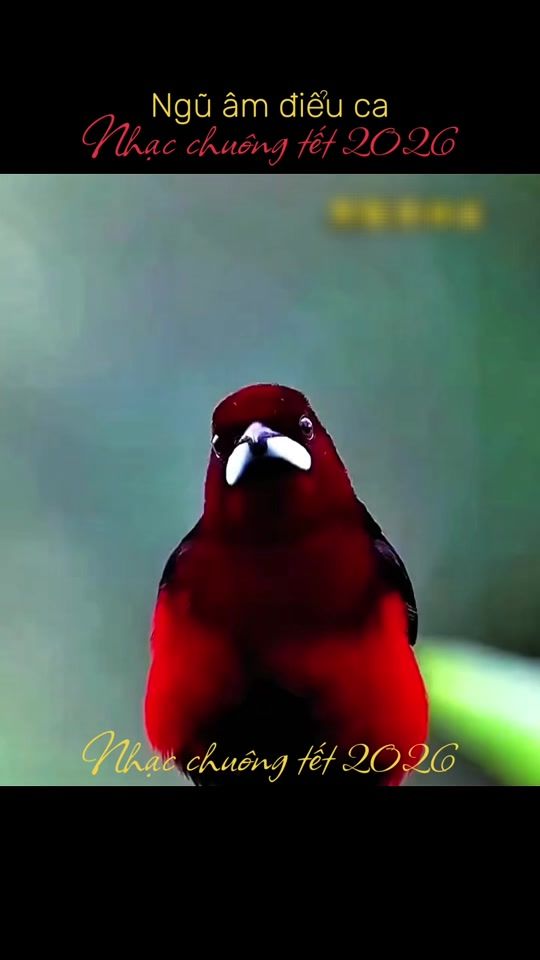 TikTok video thumbnail by mocannhientherapy