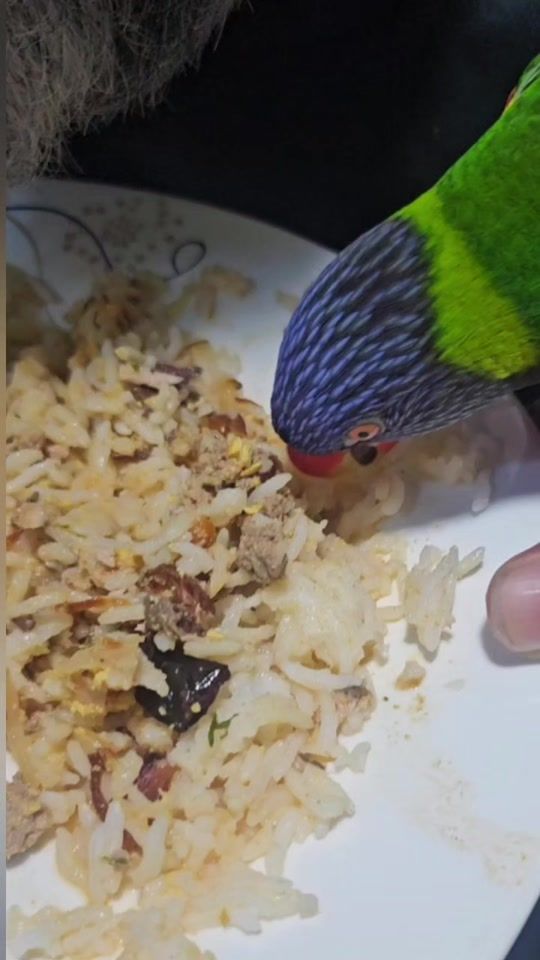 TikTok video thumbnail by sunflowergal84
