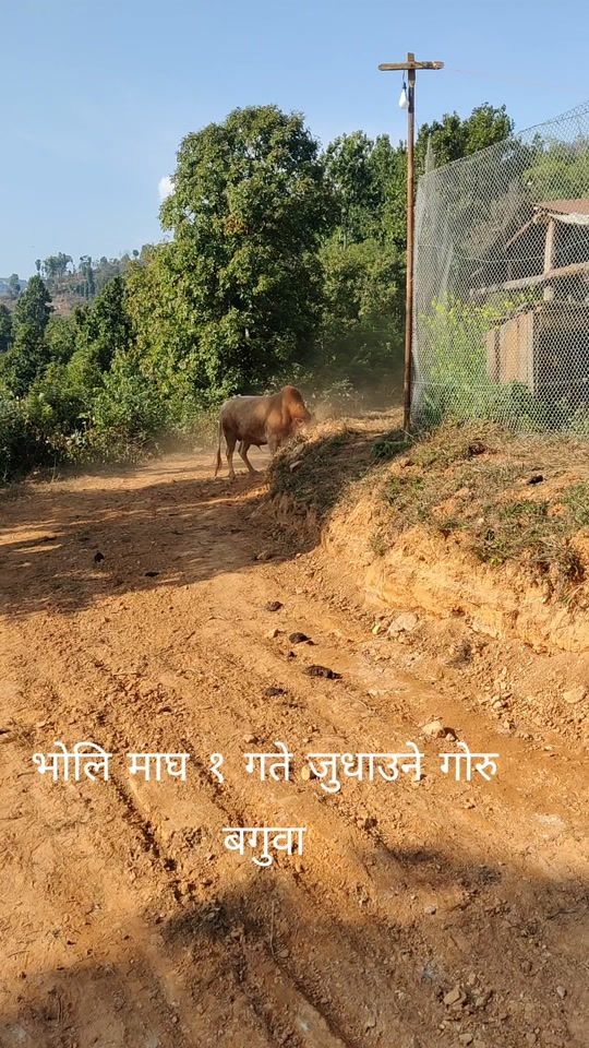 TikTok video thumbnail by dineshbagale