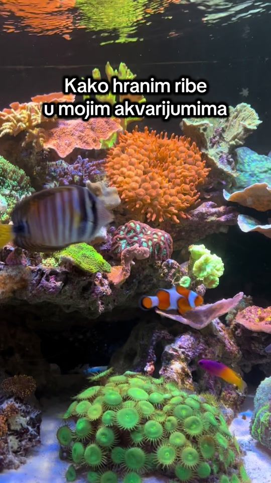 TikTok video thumbnail by vrelisha