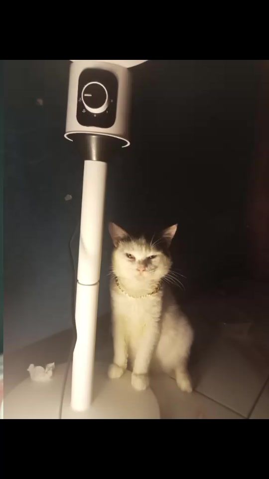 TikTok video thumbnail by diandee281