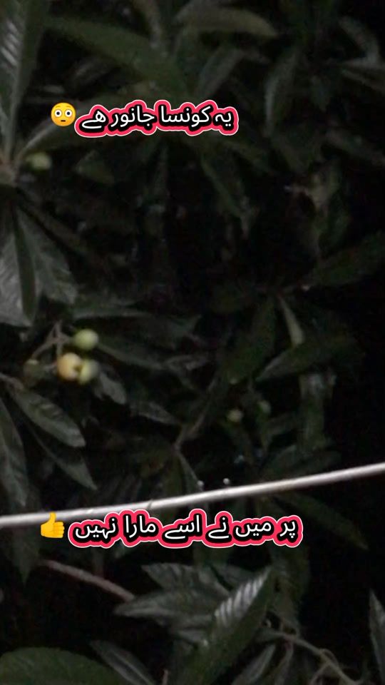 TikTok video thumbnail by nayyar_09
