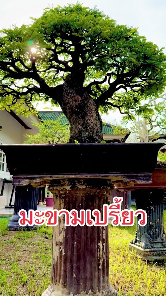 TikTok video thumbnail by earthguitarbonsai