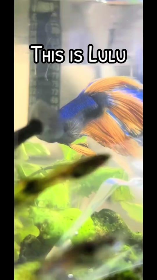 TikTok video thumbnail by myfishworlds