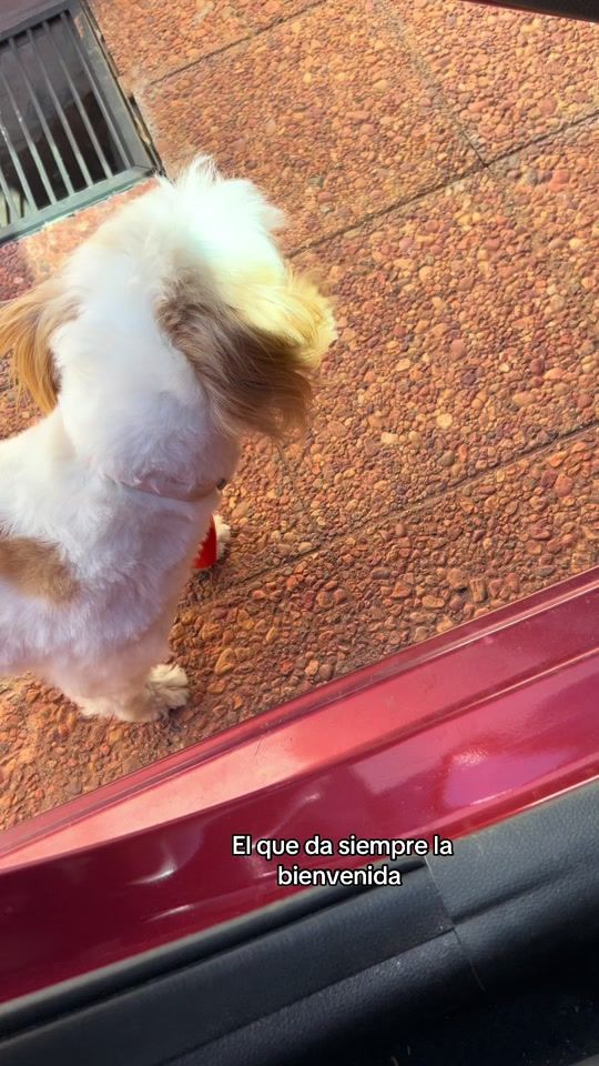 TikTok video thumbnail by arnaldo_le