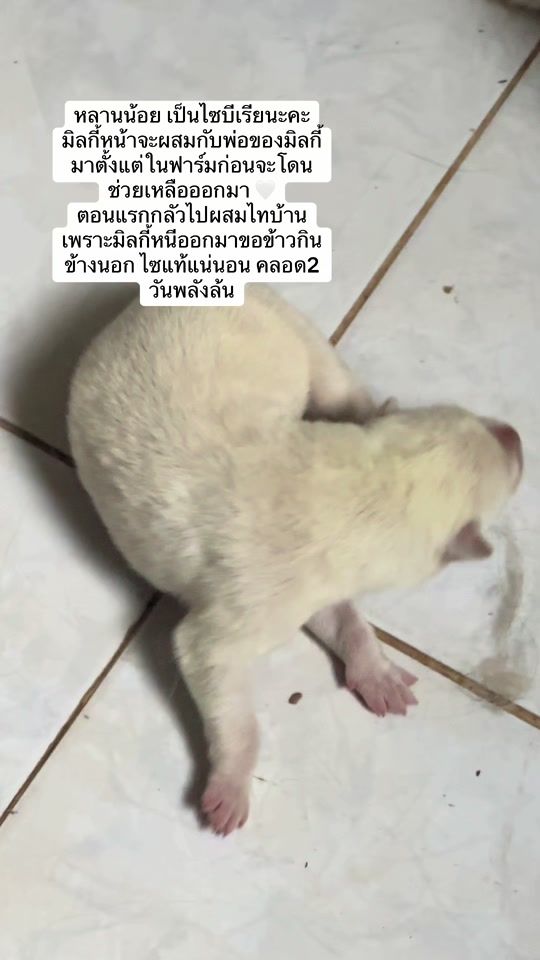 TikTok video thumbnail by wanlovely