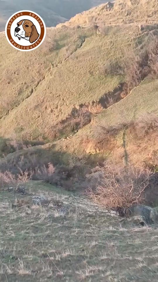 TikTok video thumbnail by _hunter_dogs