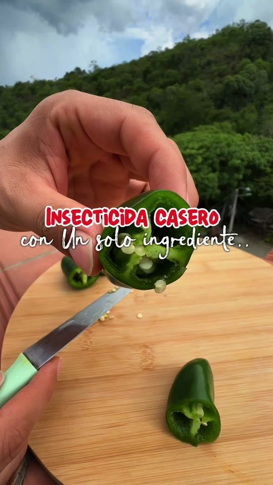 TikTok video thumbnail by campeamigas