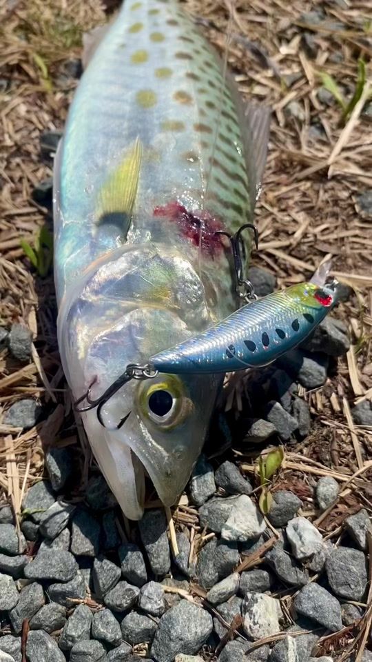 TikTok video thumbnail by lucy.fishingnz