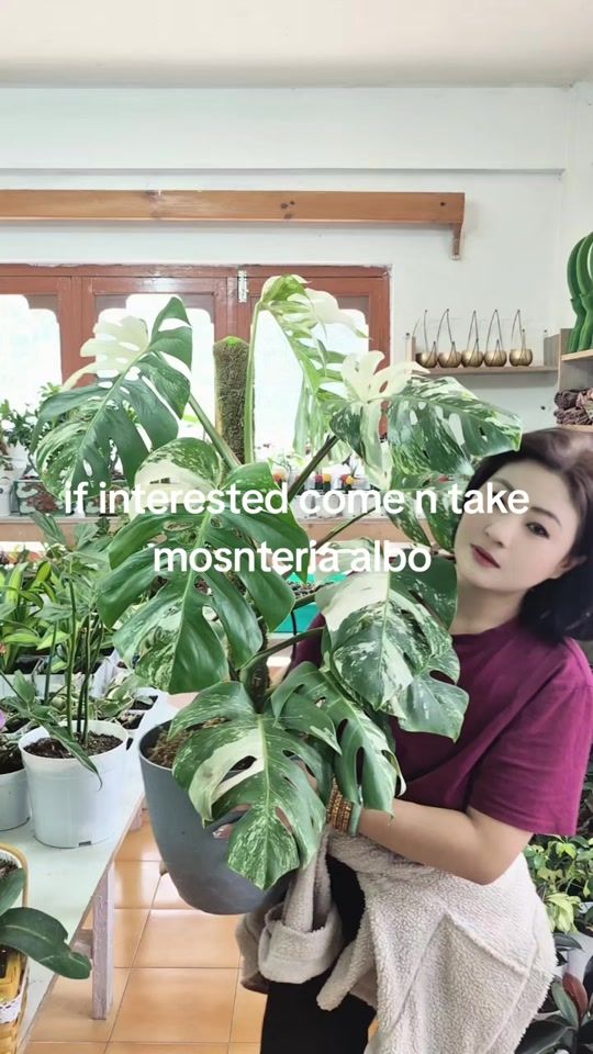 TikTok video thumbnail by serchen920garden