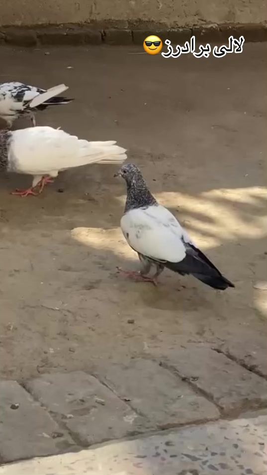 TikTok video thumbnail by mirza.7180